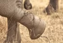 Historia da corda e do elefante